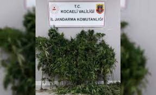 Kocaeli'de 52 Kök Hint keneviri Ele Geçirildi