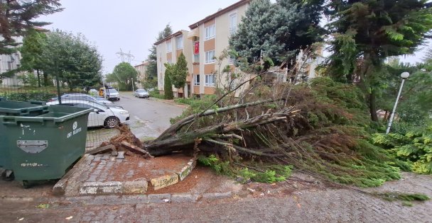 Kocaeli'de Ağaçlar Fırtınaya Dayanamadı