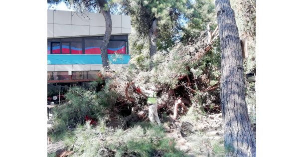 Kocaeli'de devrilen çam ağacı çay bahçesinde zarara yol açtı