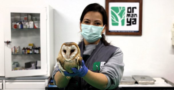 Kocaeli'de doğanın şifası Ormanya'da; Bu merkez yaban hayvanlarına umut oluyor