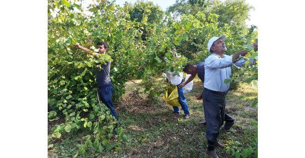 Kocaeli'de fındık hasadına başlandı