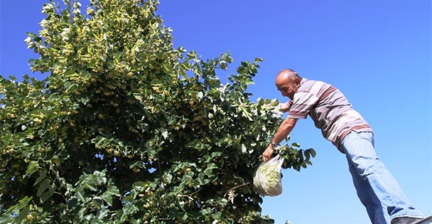 Kocaeli'de ıhlamur bedava