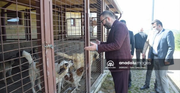 Kocaeli'de koruma altına alınan 97 köpek tedavilerinin ardından sahiplendirilecek