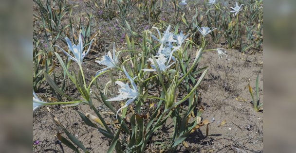 Kocaeli'de kum zambakları çiçek açmaya başladı