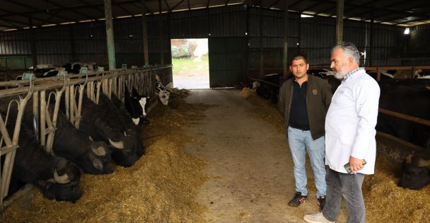 Kocaelide manda sayısı Büyükşehirin desteğiyle artıyor