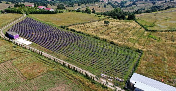 Kocaelide mor tarlalar dikkat çekiyor