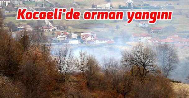 Kocaeli'de orman yangını