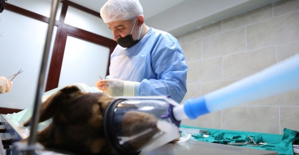 Kocaeli'de Otomobilin Çarptığı Köpeği İtfaiye Kurtardı