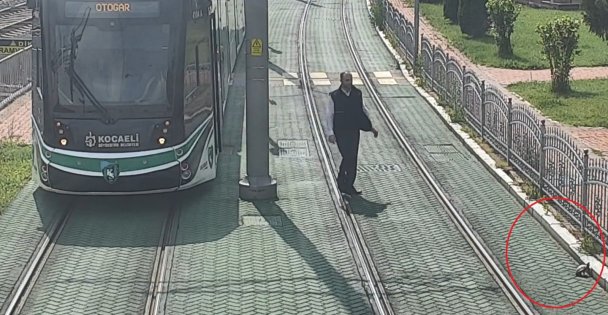 Kocaeli'de rayların kenarındaki kaplumbağanın yardımına tramvayı durduran vatman koştu