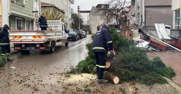 Kocaelide şiddetli rüzgar 12 metrelik ağacı devirdi: Yol trafiğe kapandı