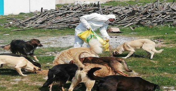 Kocaeli'de sokak hayvanları unutulmadı