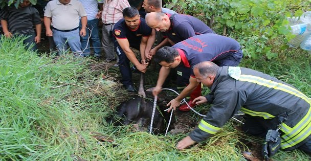 Kocaeli'de Su Kuyusuna Düşen İnek