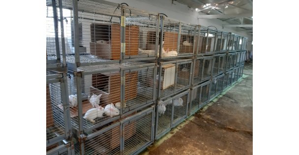 Kocaeli'de tavşan eti üretim çiftliği kuruldu