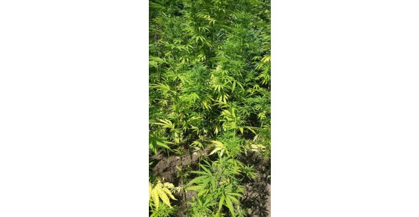 Kocaeli'de uyuşturucu operasyonu