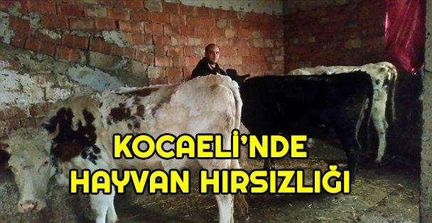 Kocaeli'nde hayvan hırısızlığı iddiası