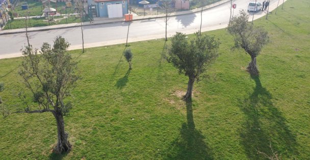 Kocaeli'ye 15 yılda 100 Bin zeytin fidanı dikildi