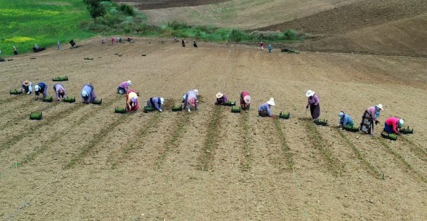 Kooperatif ve Birliklere Hibe Desteği