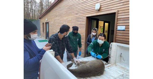 Köpeklerin yaraladığı karaca Ormanya'da tedavi altına alındı