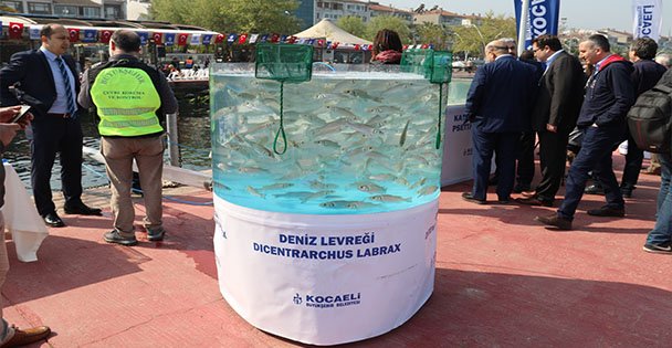 Körfez doğal akvaryum oluyor