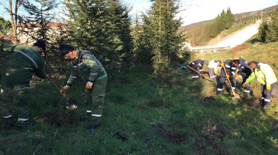 Körfez otoban yolu kenarına 800 fidan dikildi