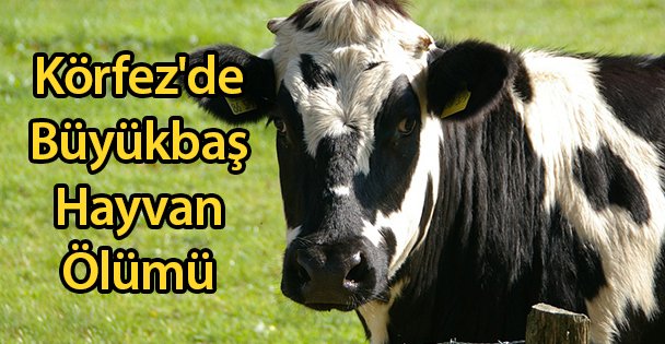 Körfez'de Büyükbaş Hayvan Ölümü