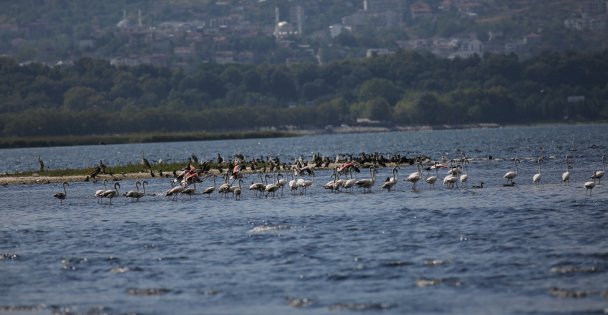 Körfezde flamingolardan görsel şölen