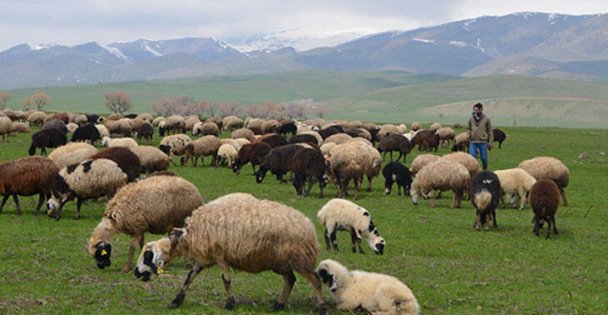 KÜÇÜKBAŞ HAYVAN YETİŞTİRİCİLERİNİN TARIM BAKANI, VALİ VE BÜYÜKŞEHİR BAŞKANI'NDAN İSTEKLERİ
