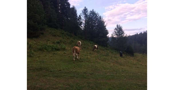 Kültür Ve Turizm Bakanı Yayla Turizmini Teşvik Edip Önem Vermeli