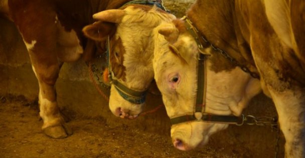 KURBAN SAKATATLARINI ÇÖPE ATMAYALIM