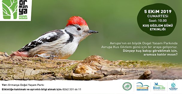 Kuş gözlemcileri Ormanya'da buluşacak