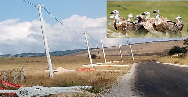 Kuşları Koruyacak Enerji Hattı Yatırımı