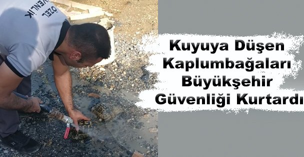 Kuyuya Düşen Kaplumbağalar Kurtarıldı