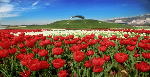 Lale satışları başlıyor