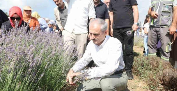 Lavanta kokuları eşliğinde hasat yaptılar