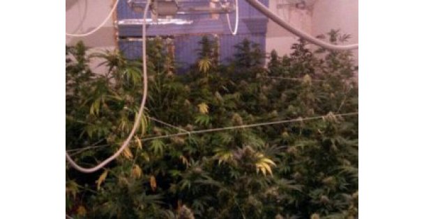 Lüks villa kenevir tarlası çıktı!