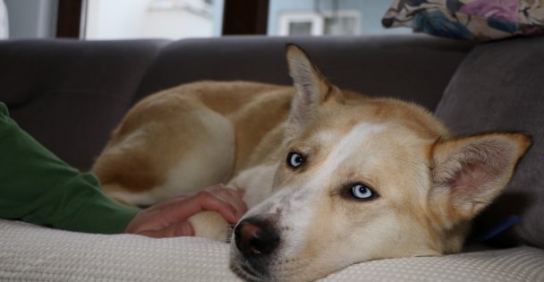 Mahur Lady Artık Yeni Yuvasında