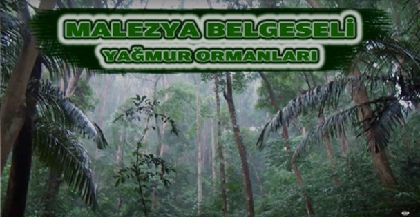 Malezya  Yağmur Ormanları Belgeselimizi İzlediniz mi ?