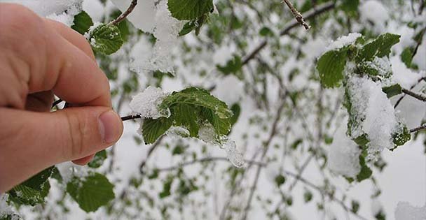 Meteoroloji'den Kocaeli için don uyarısı