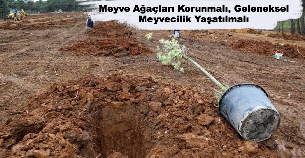 Meyve Ağaçları Korunmalı, Geleneksel Meyvecilik Yaşatılmalı