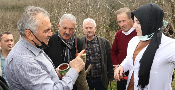 Meyve ağaçlarında aşılama ve budama nasıl olmalı?
