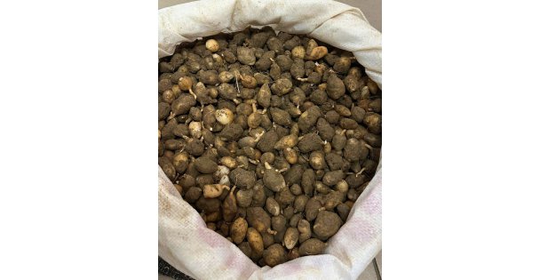 Nesli tehlike altındaki bitkinin yumrularını söken kişiye yarım milyonluk ceza