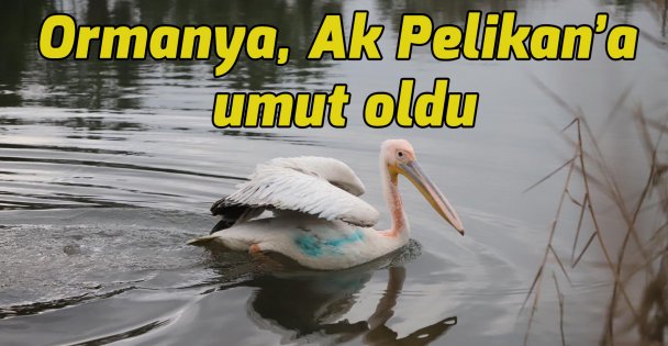 Ormanya, Ak Pelikan'a umut oldu