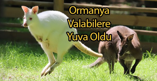 Ormanya Valabilere Yuva Oldu