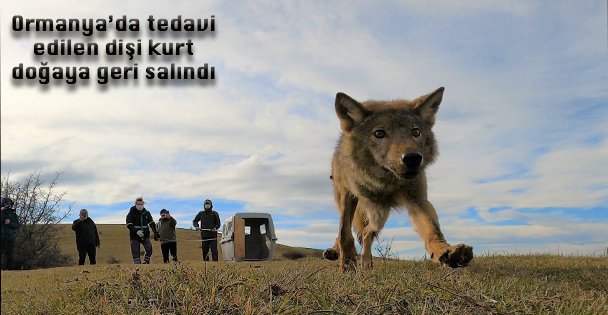Ormanya'da tedavi edilen dişi kurt doğaya geri salındı