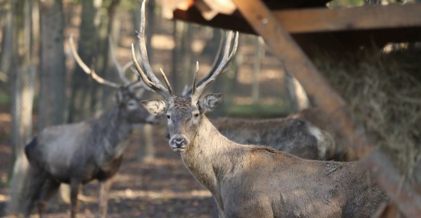 Ormanya'daki Yabani Yaşam Kartepe'nin 