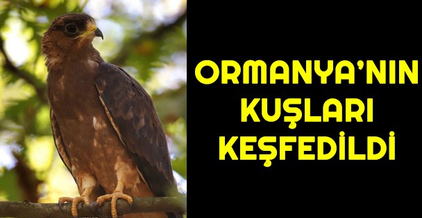 Ormanya'nın Kuşları keşfedildi