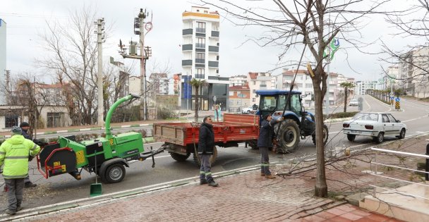 Park ve Bahçelerden Budama Çalışması