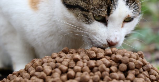 Patili Dostlarımızı Ellerimizle Besliyoruz