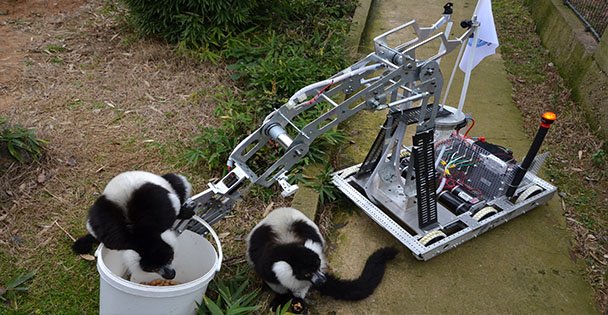 Robot, Lemurları Besledi!