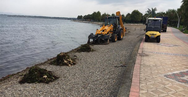 Sahillerden 53 ton yosun toplandı